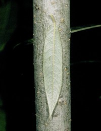 Silky Willow