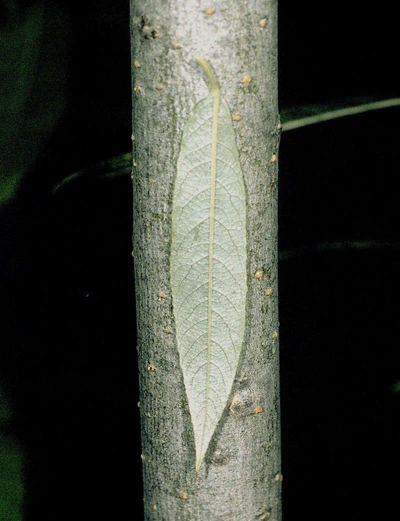 Silky Willow