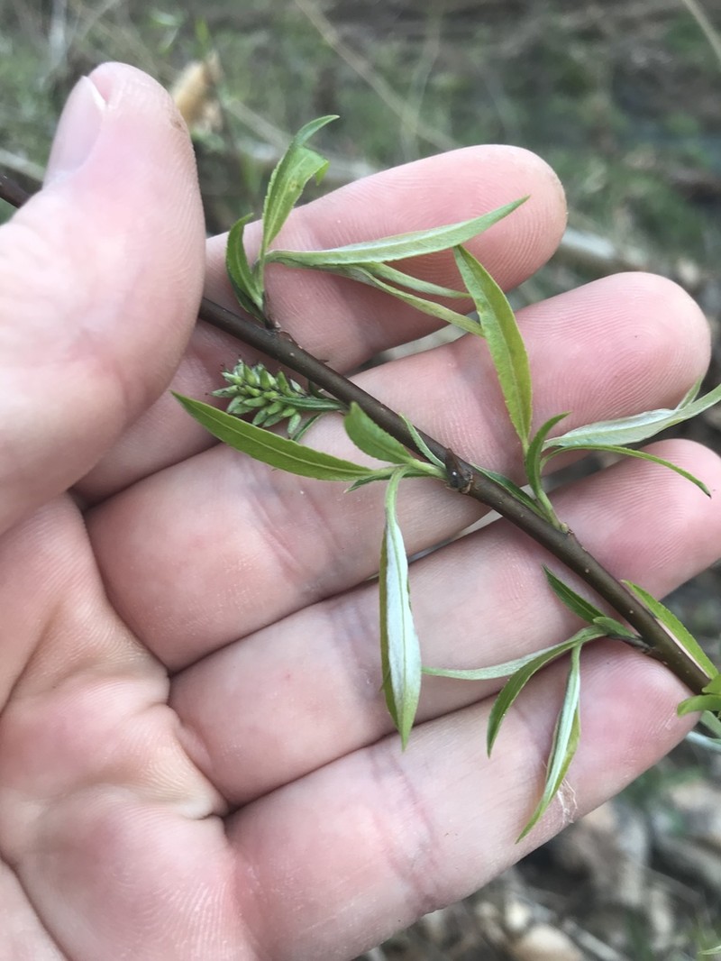 Silky Willow photo 4