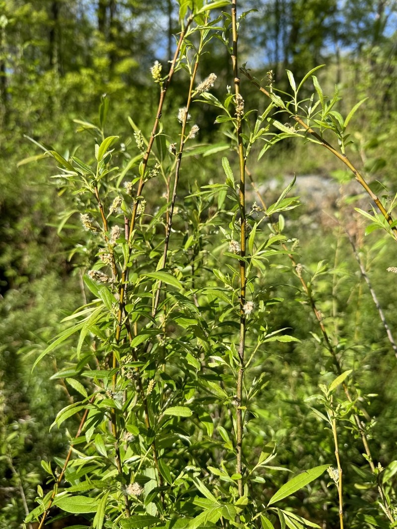 Silky Willow photo 5