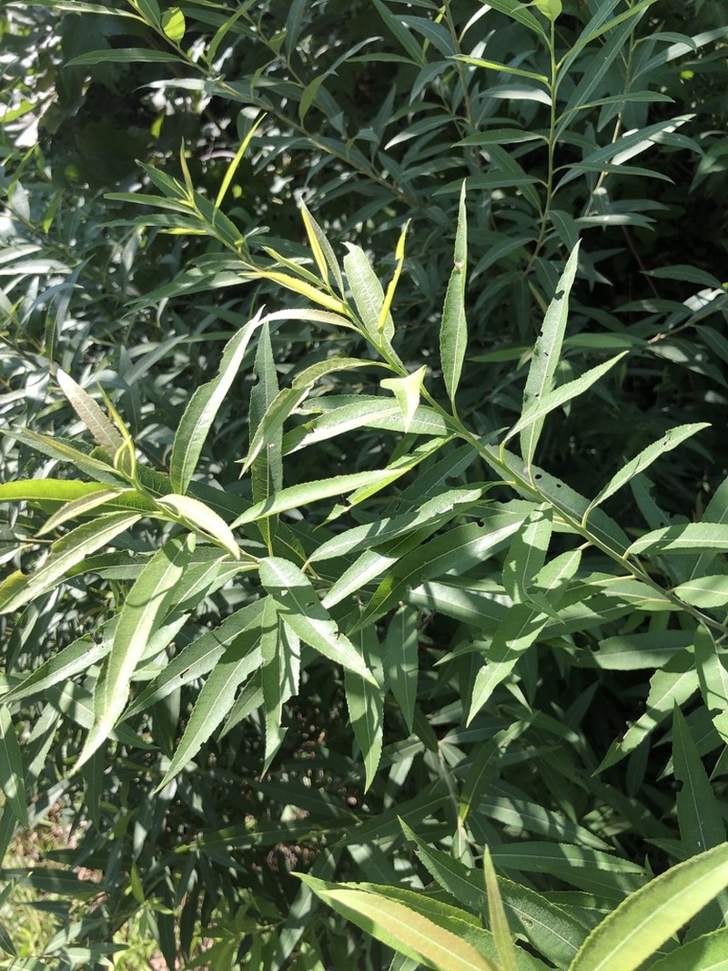Silky Willow photo 6