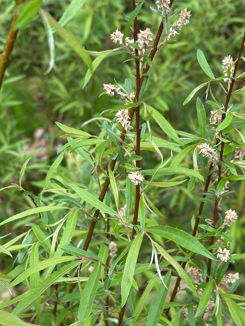 Silky Willow photo 7