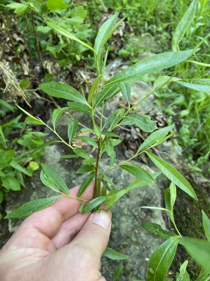 Silky Willow photo 8