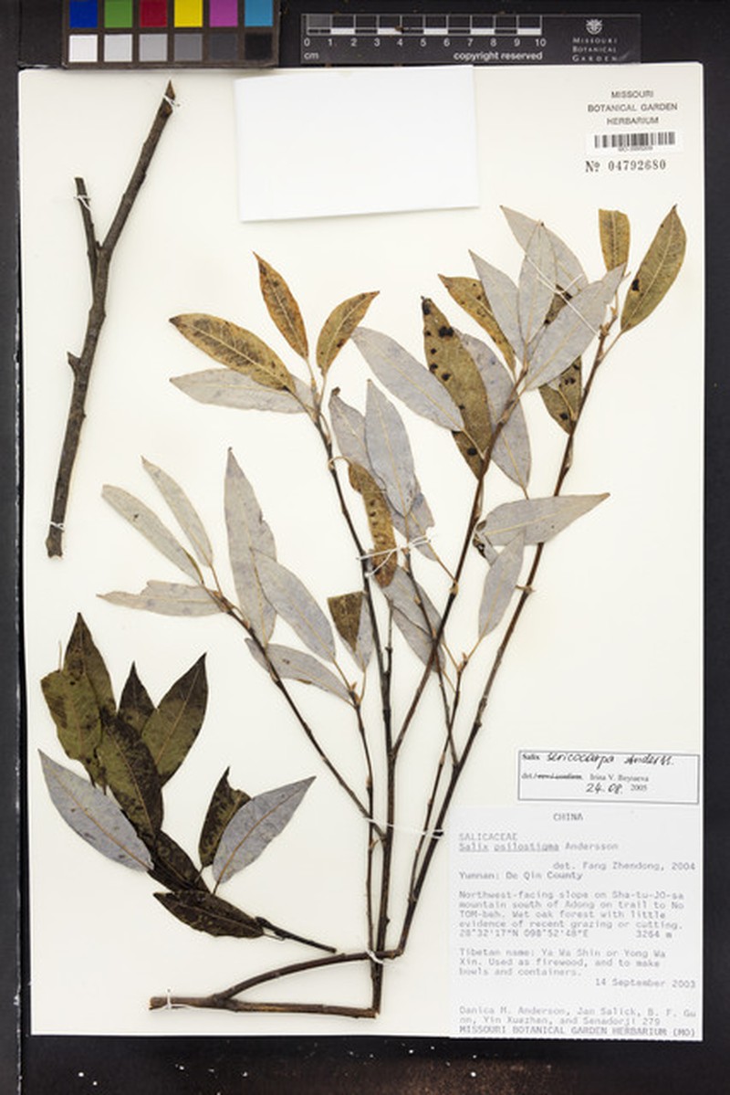 Salix sericocarpa photo 2