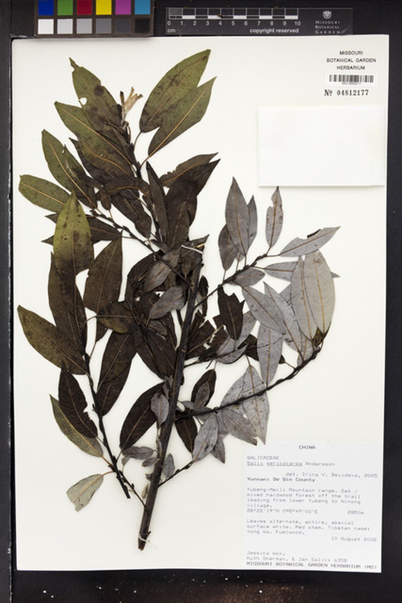 Salix sericocarpa photo 3