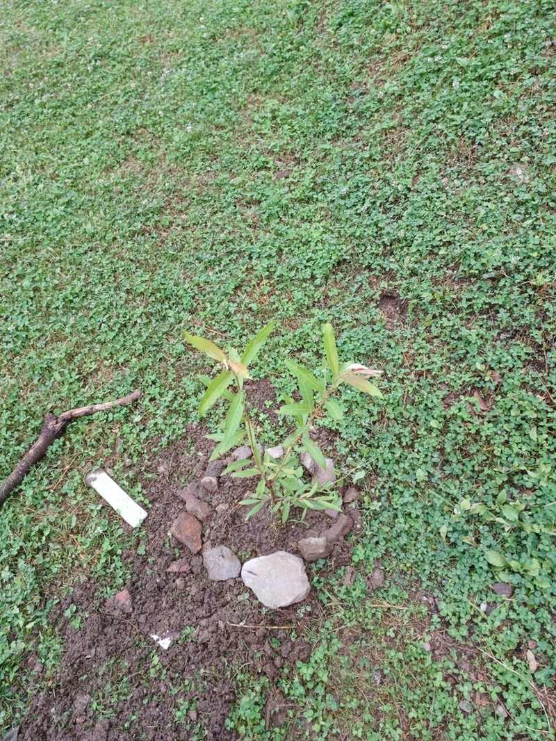 Salix sericocarpa