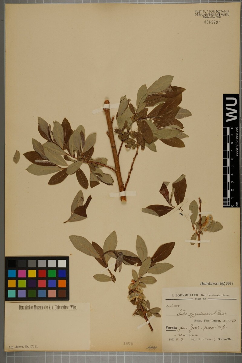 Salix sericocarpa photo 5