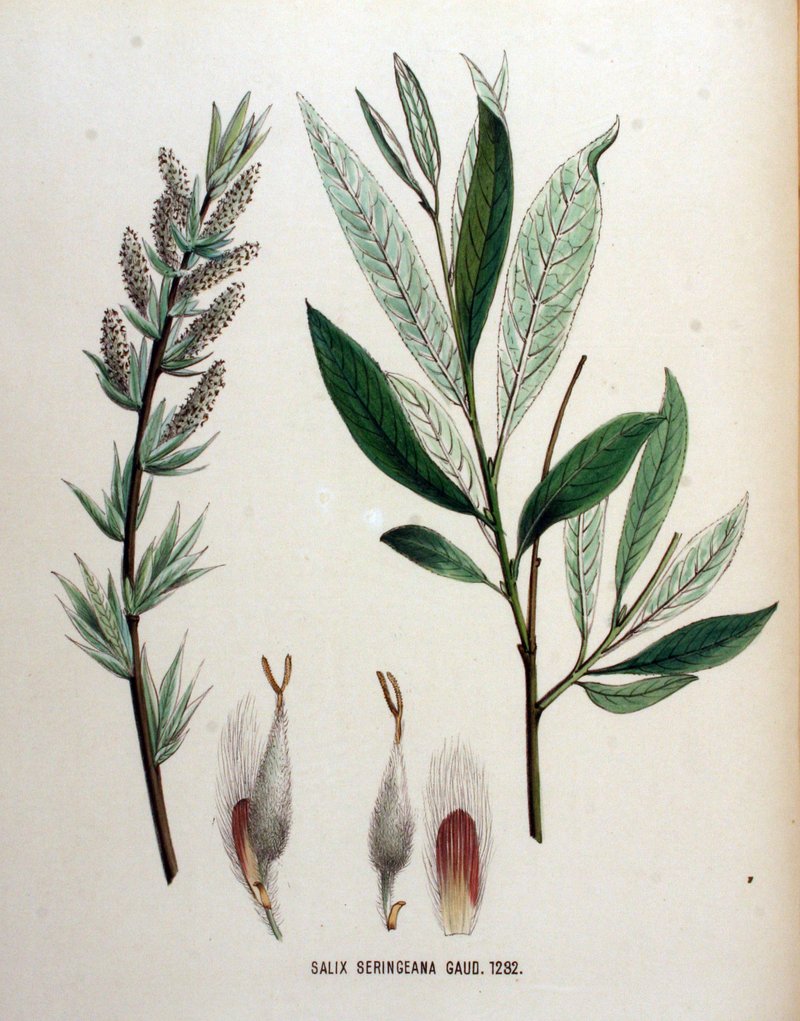 Seringe Willow