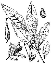 Autumn Willow