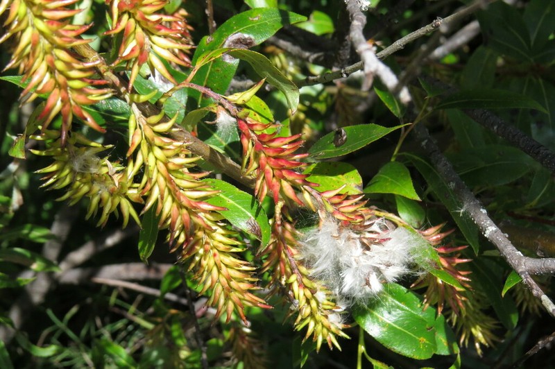 Autumn Willow photo 5