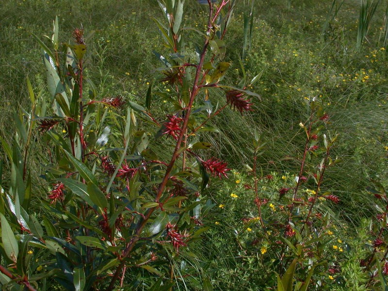 Autumn Willow photo 6