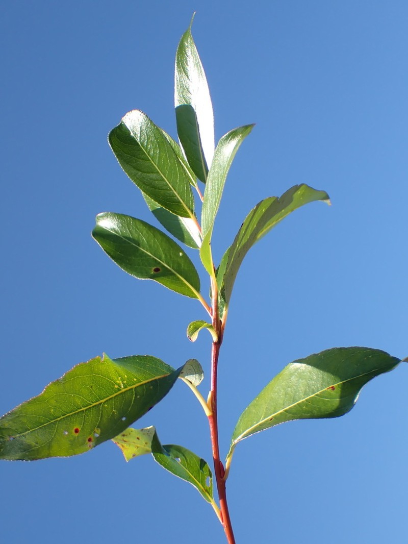Autumn Willow photo 7