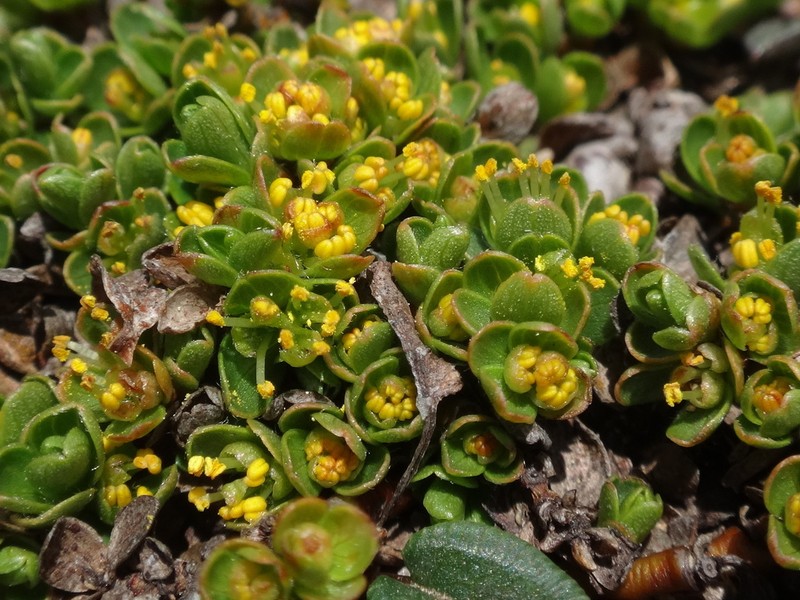 Salix serpillifolia