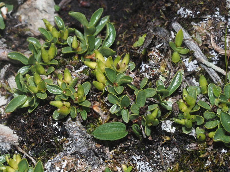 Salix serpillifolia photo 2