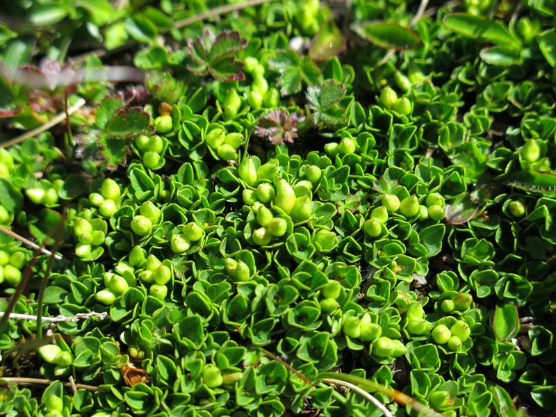 Salix serpillifolia photo 3