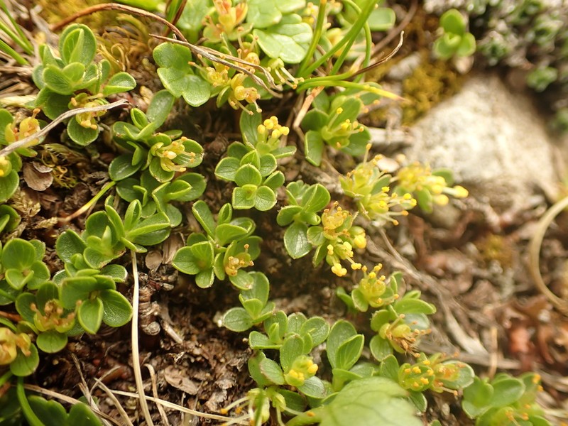 Salix serpillifolia photo 4