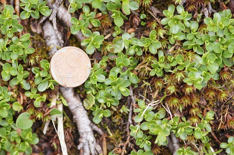 Salix serpillifolia photo 5
