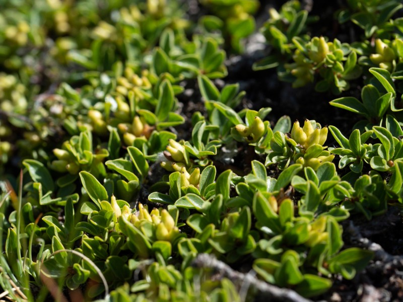 Salix serpillifolia photo 6