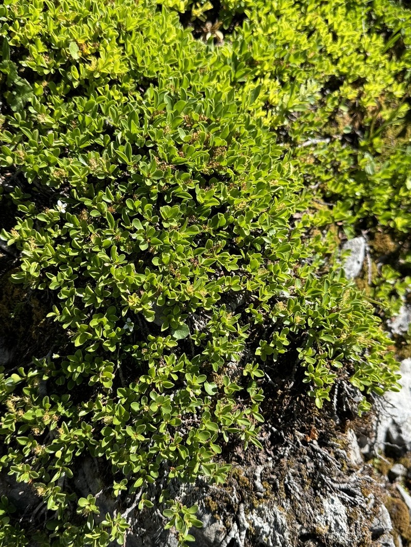 Salix serpillifolia photo 7