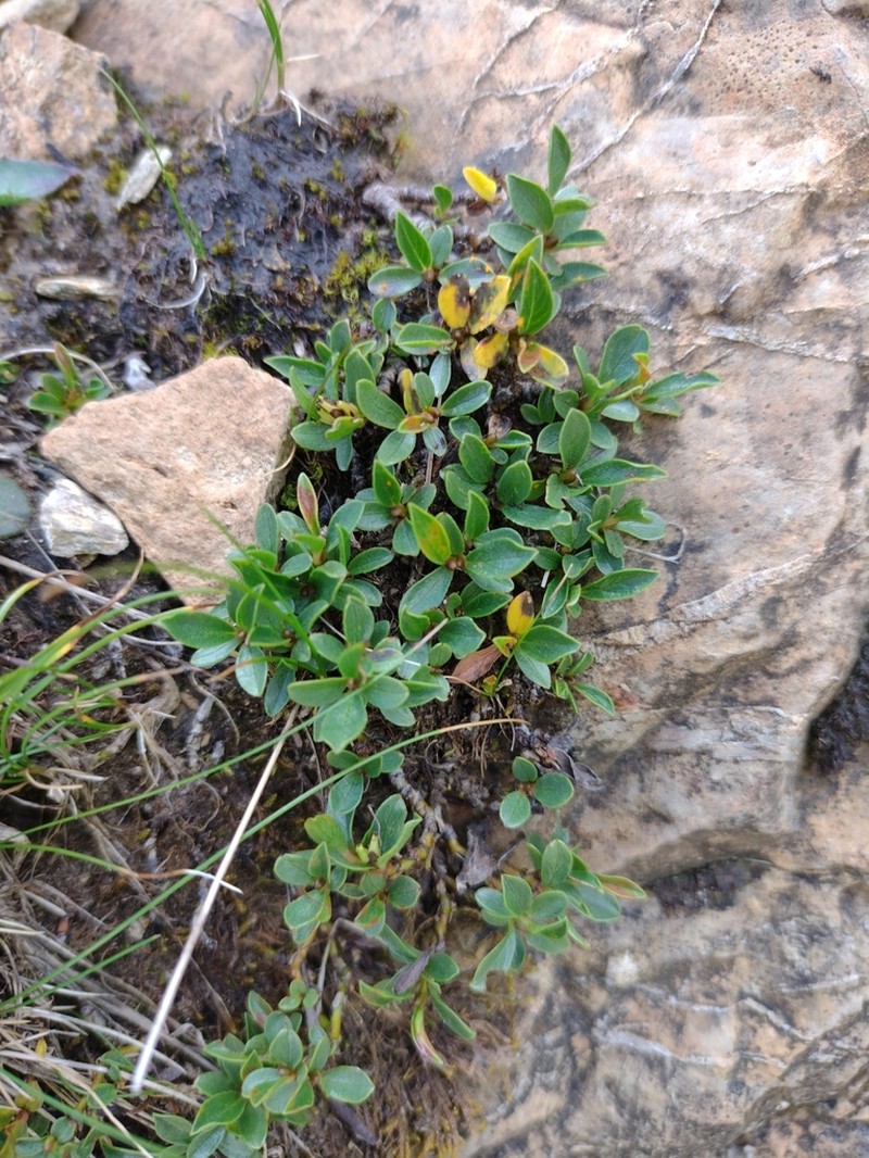 Salix serpillifolia photo 8