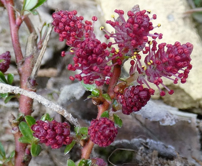 Salix serpyllum