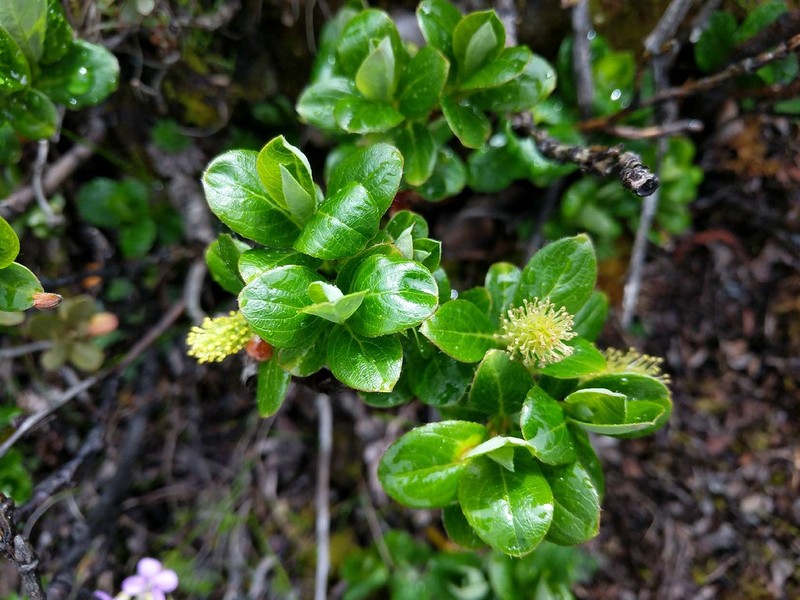 Salix serpyllum photo 2