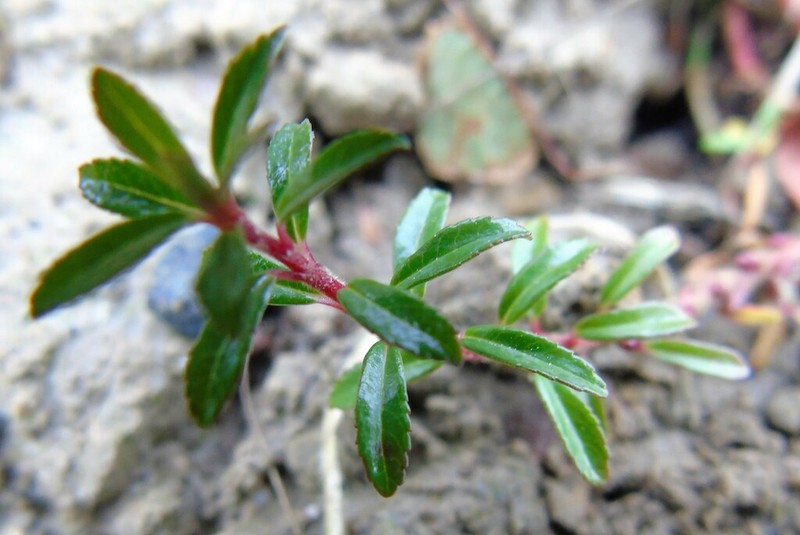 Salix serpyllum photo 3