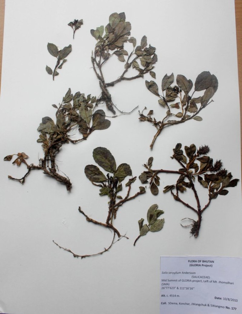 Salix serpyllum photo 4