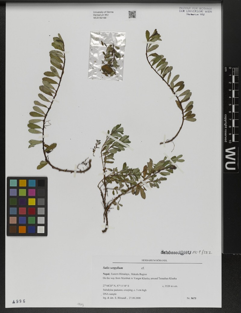 Salix serpyllum photo 5