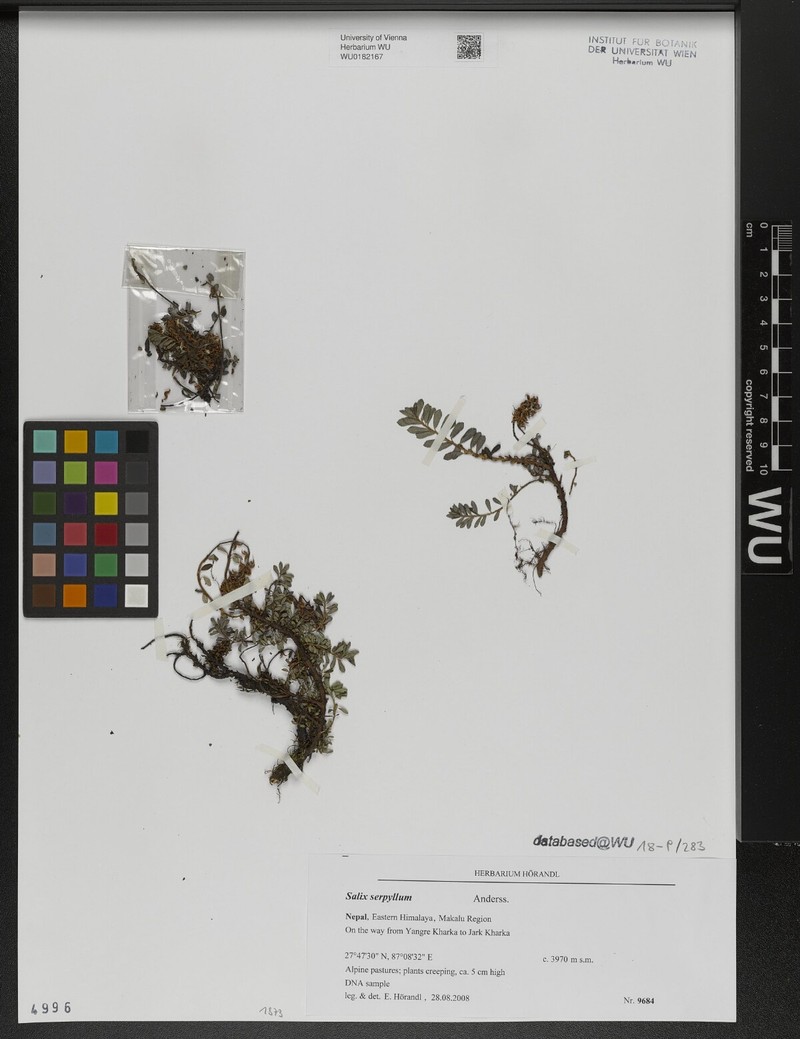 Salix serpyllum photo 6