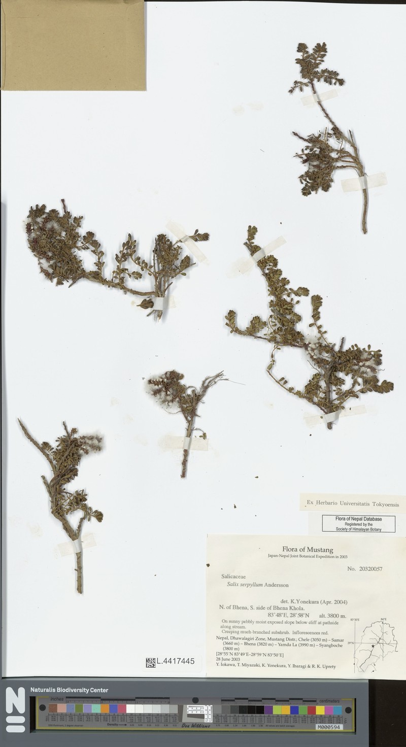 Salix serpyllum photo 7