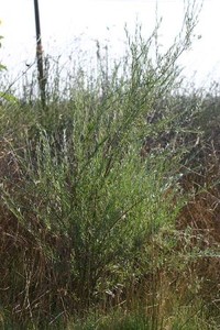 Northwest Sandbar Willow