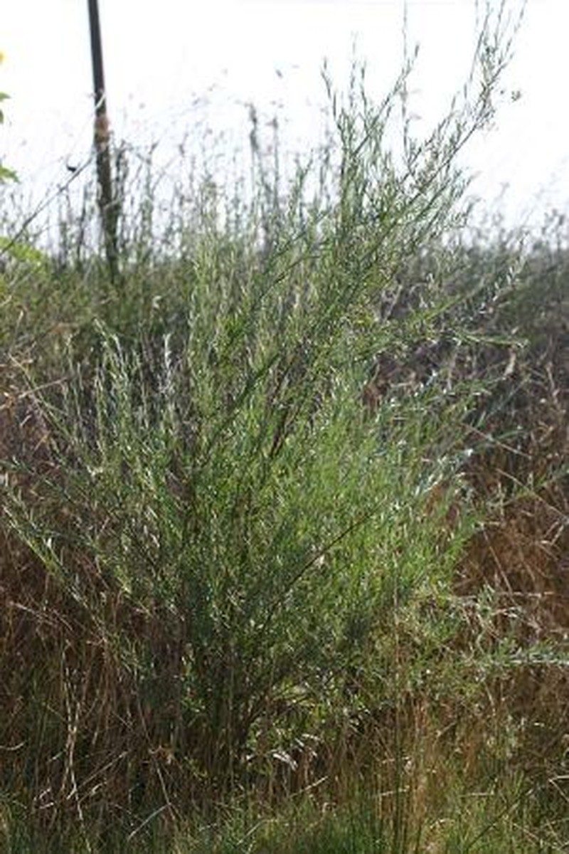 Northwest Sandbar Willow