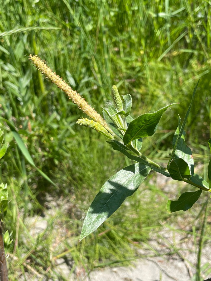 Northwest Sandbar Willow photo 4