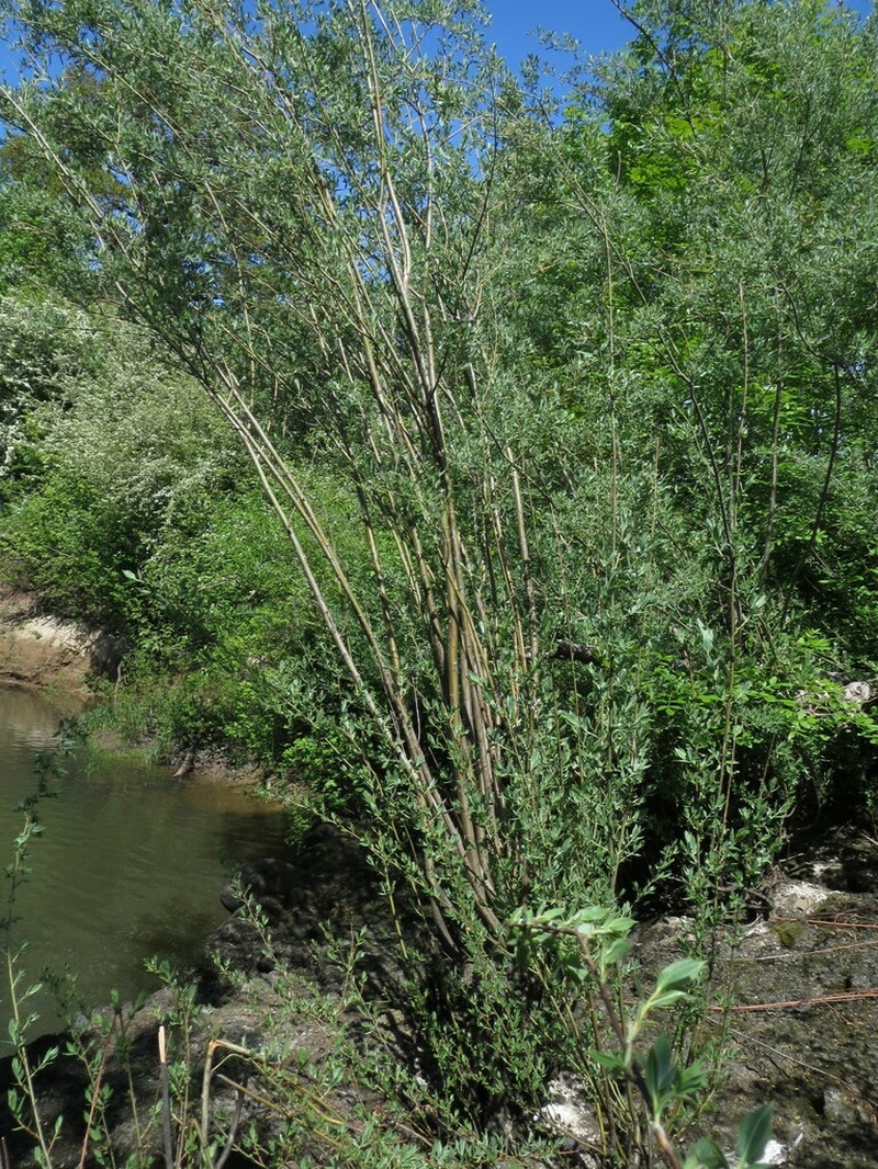 Northwest Sandbar Willow photo 7