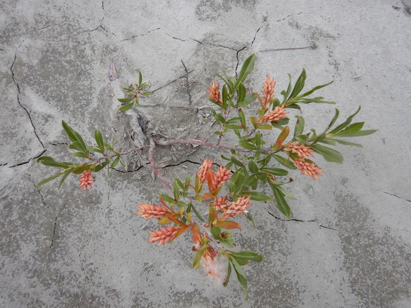 Setchell's Willow photo 5