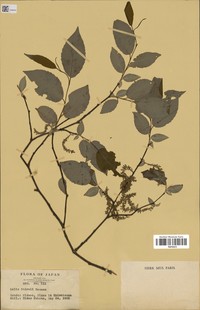 Salix shiraii