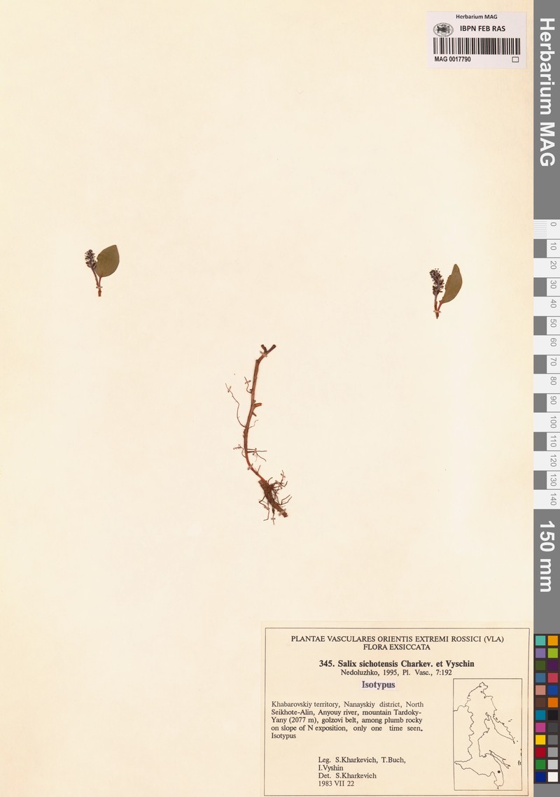 Salix sichotensis