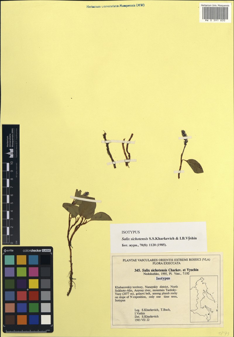 Salix sichotensis photo 2