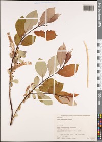 Salix sieboldiana