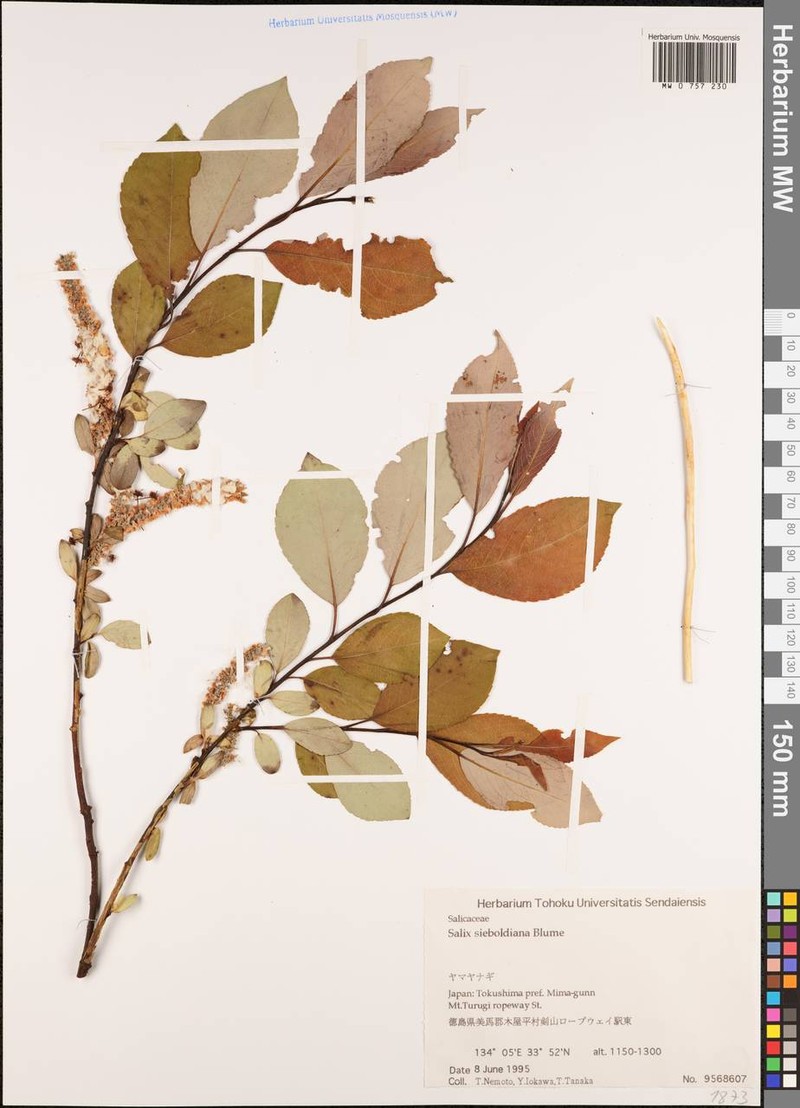 Salix sieboldiana