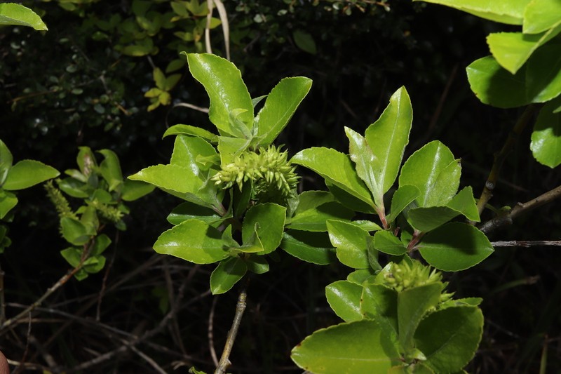 Salix sieboldiana photo 2