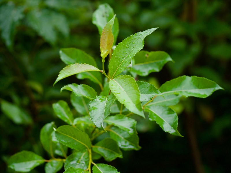Salix sieboldiana photo 5