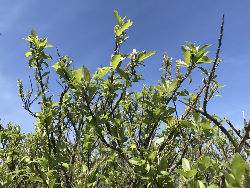 Salix sieboldiana photo 6