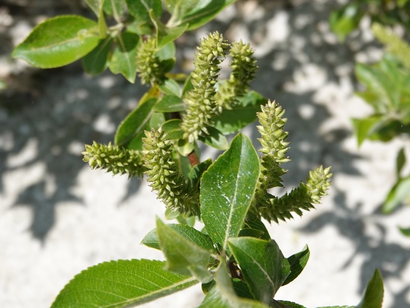 Salix sieboldiana photo 7