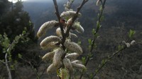 Salix sikkimensis