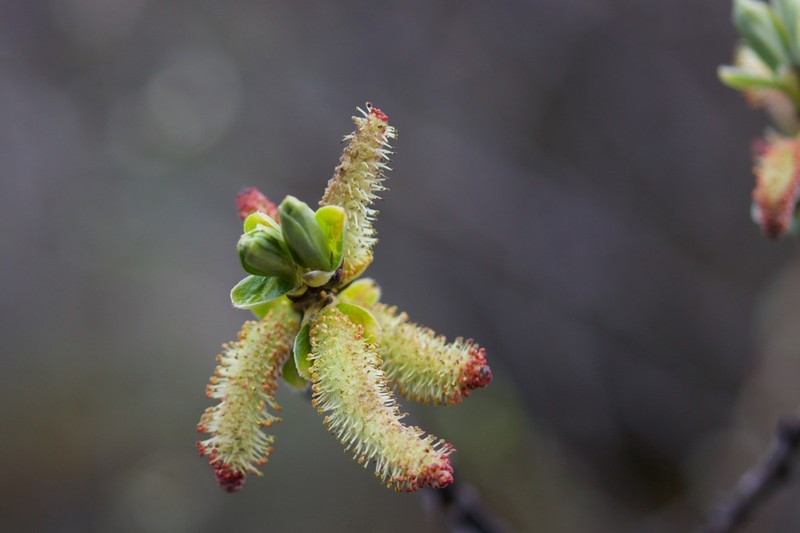 Salix sikkimensis photo 2