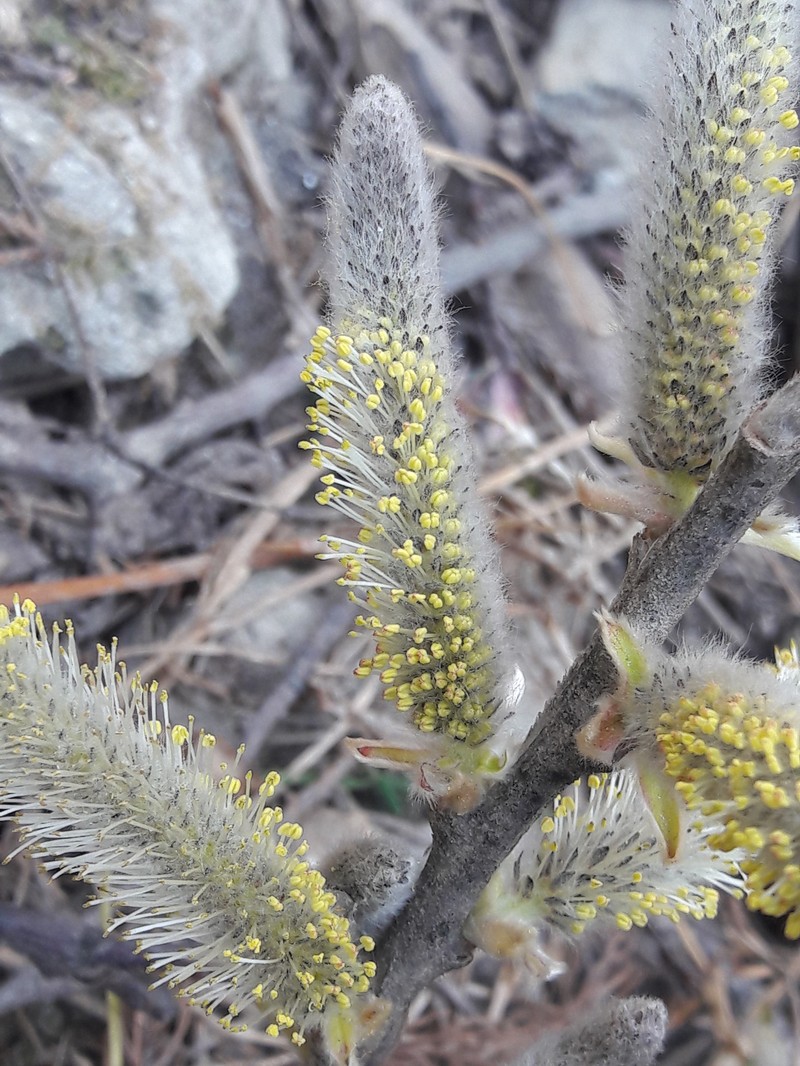 Salix sikkimensis photo 3