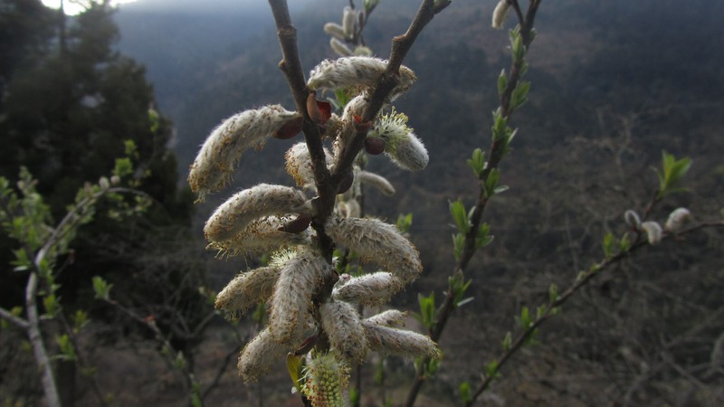 Salix sikkimensis photo 4