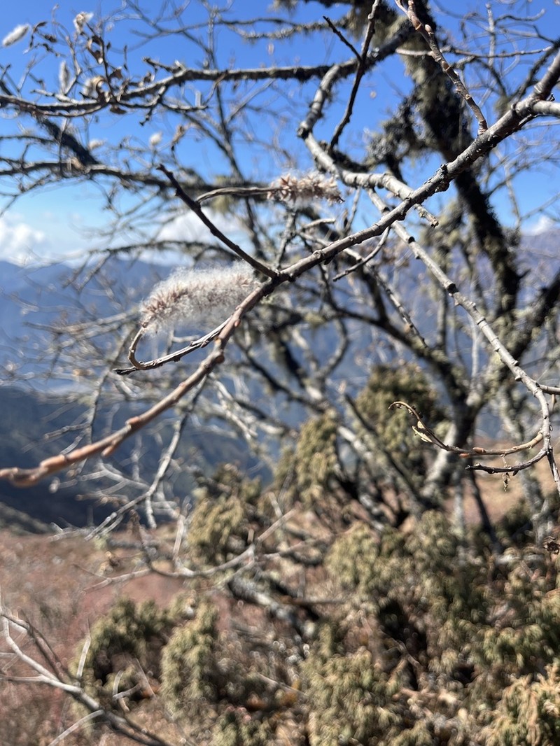 Salix sikkimensis photo 5
